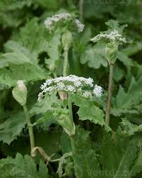 Image result for Heracleum sphondylium