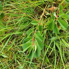 Attēlu rezultāti vaicājumam “Sanguisorba officinalis leaf”