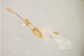 Attēlu rezultāti vaicājumam “Phycitodes binaevella”