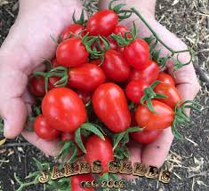 Afbeeldingsresultaat voor principe borghese tomato