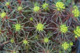 Attēlu rezultāti vaicājumam “Euphorbia cyparissias flower”
