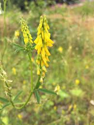 Attēlu rezultāti vaicājumam “Melilotus”