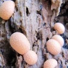 Attēlu rezultāti vaicājumam “Licea chelonoides”