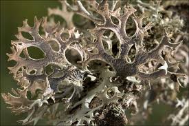 Attēlu rezultāti vaicājumam “Pseudevernia furfuracea”