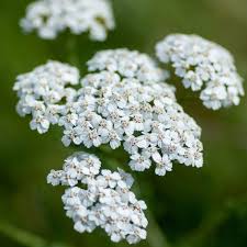 Attēlu rezultāti vaicājumam “Achillea millefolium flower”