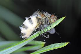 Attēlu rezultāti vaicājumam “Entomophthora”