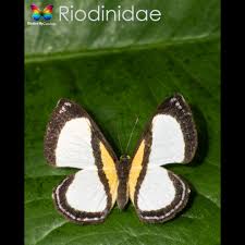 Attēlu rezultāti vaicājumam “Riodinidae”