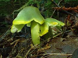 Attēlu rezultāti vaicājumam “Syntrichia virescens”