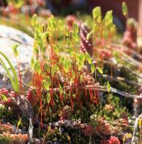 Attēlu rezultāti vaicājumam “Pohlia nutans”