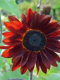 Image result for Sonnenblume