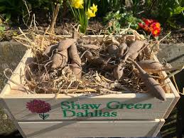 Image result for Dahlia Darkarin`