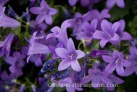 Image result for Campanula isophylla