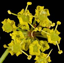 Image result for Pastinaca sativa