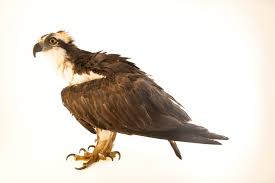 Image result for Pandion haliaetus