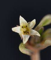 Attēlu rezultāti vaicājumam “Limosella aquatica flower”