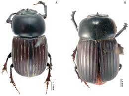 Attēlu rezultāti vaicājumam “Aphodius subterraneus”