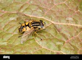 Attēlu rezultāti vaicājumam “Helophilus hybridus male”