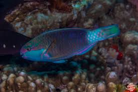 Image result for Chlorurus sordidus