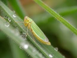 Attēlu rezultāti vaicājumam “Cicadella viridis”