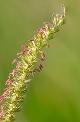 Attēlu rezultāti vaicājumam “Cynosurus cristatus”