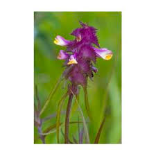 Attēlu rezultāti vaicājumam “Melampyrum cristatum”