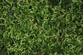 Attēlu rezultāti vaicājumam “Sciuro-hypnum curtum sporophyte”