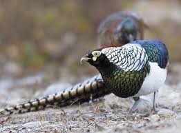 Image result for Chrysolophus amherstiae