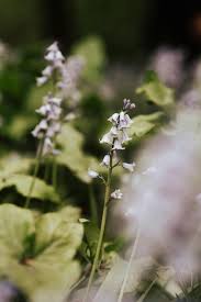Attēlu rezultāti vaicājumam “Maianthemum bifolium flower”