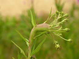 Attēlu rezultāti vaicājumam “Aulacidea hieracii”