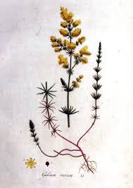 Attēlu rezultāti vaicājumam “Galium verum bud”