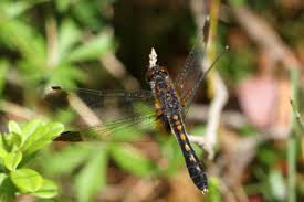 Attēlu rezultāti vaicājumam “Leucorrhinia caudalis”