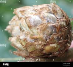 Attēlu rezultāti vaicājumam “Andricus foecundatrix”