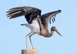 Attēlu rezultāti vaicājumam “Ciconia nigra adult”