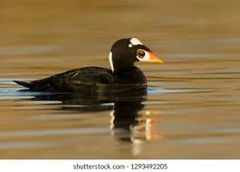 Image result for Melanitta perspicillata