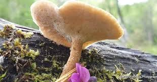 Attēlu rezultāti vaicājumam “Polyporus varius”