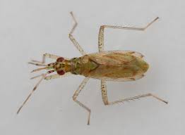 Attēlu rezultāti vaicājumam “Dicyphus sp.”