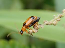 Attēlu rezultāti vaicājumam “Phyllobrotica quadrimaculata”