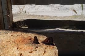 Attēlu rezultāti vaicājumam “Stemonitis marjana stalked”