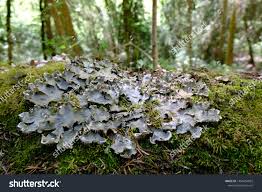 Attēlu rezultāti vaicājumam “Peltigera canina”