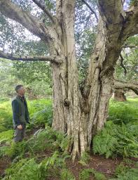 Attēlu rezultāti vaicājumam “Betula pendula”