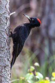 Attēlu rezultāti vaicājumam “Dryocopus martius adult”