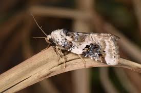 Attēlu rezultāti vaicājumam “Pseudeustrotia candidula”