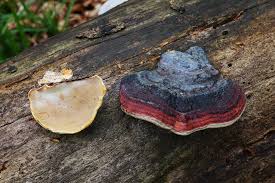 Attēlu rezultāti vaicājumam “Fomitopsis rosea”