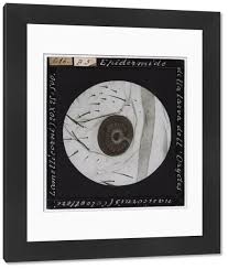 Attēlu rezultāti vaicājumam “Oryctes nasicornis larva”