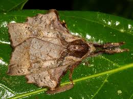 Attēlu rezultāti vaicājumam “Lymantriidae”