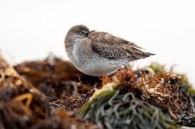 Attēlu rezultāti vaicājumam “Calidris maritima adult”