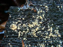 Attēlu rezultāti vaicājumam “Lachnum corticale”