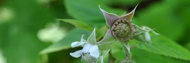 Attēlu rezultāti vaicājumam “Narcissus bud”