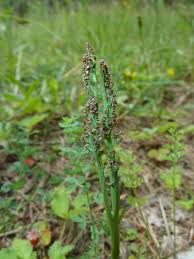 Attēlu rezultāti vaicājumam “Botrychium matricariifolium”