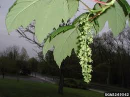 Attēlu rezultāti vaicājumam “Acer pseudoplatanus fo. purpurascens flower”